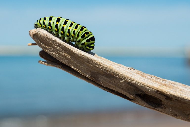 caterpillar-1209834_1920