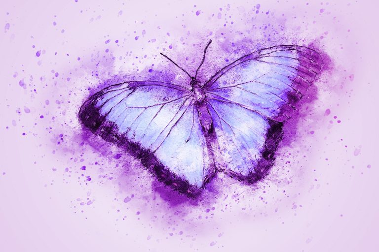butterfly-2265010_1920