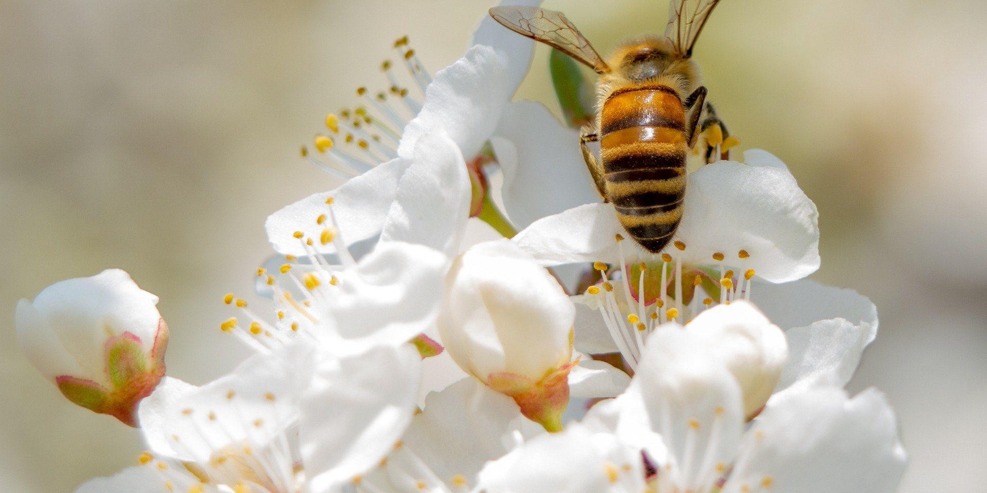 bee-6127510_1920