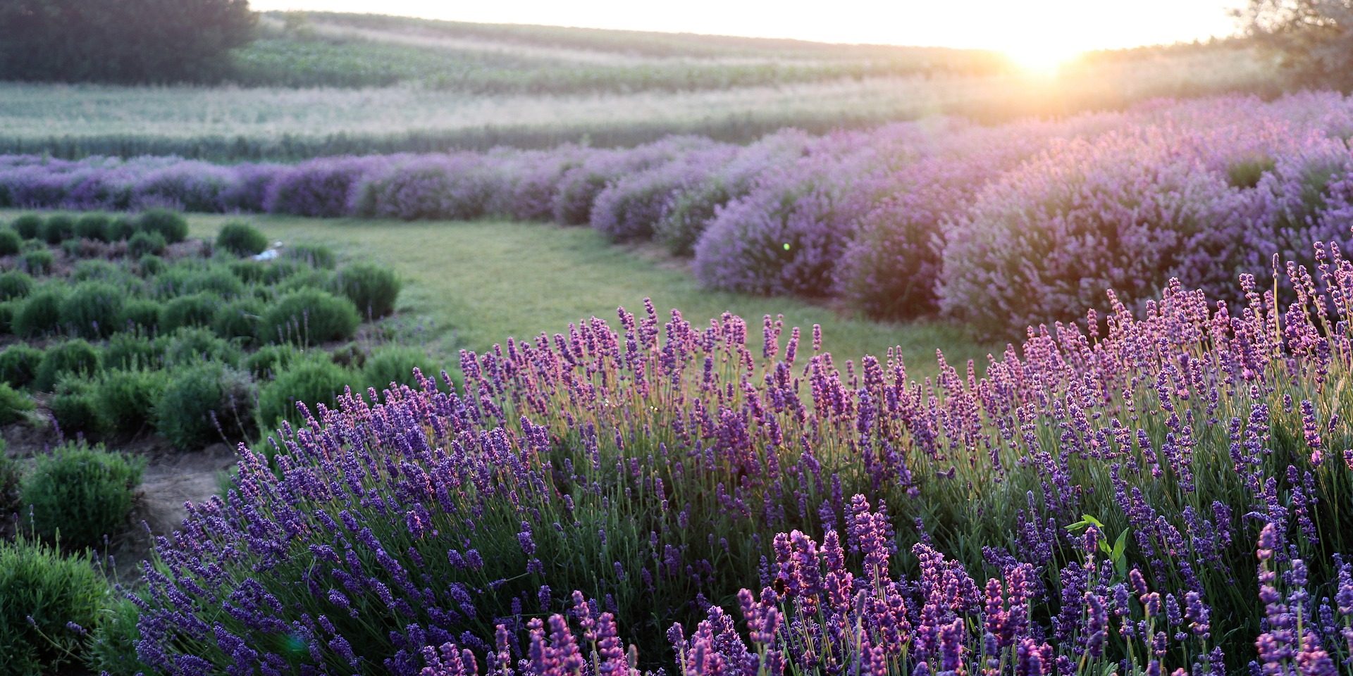 lavender-g0c24725ea_1920