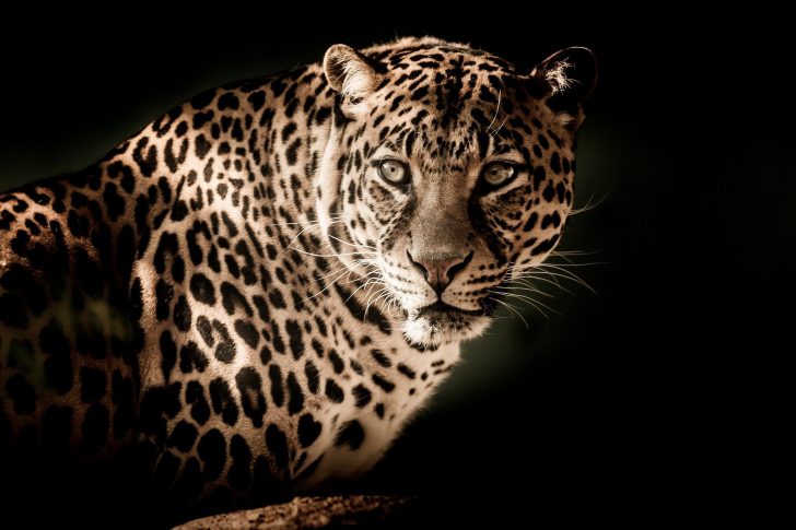 leopard-g0c636c1f3_1920