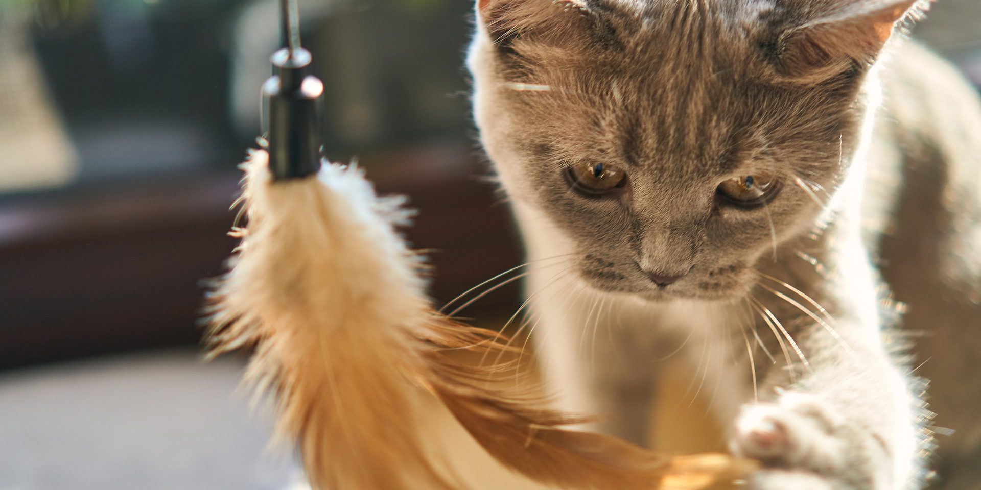 cat-gd7035fc70_1920