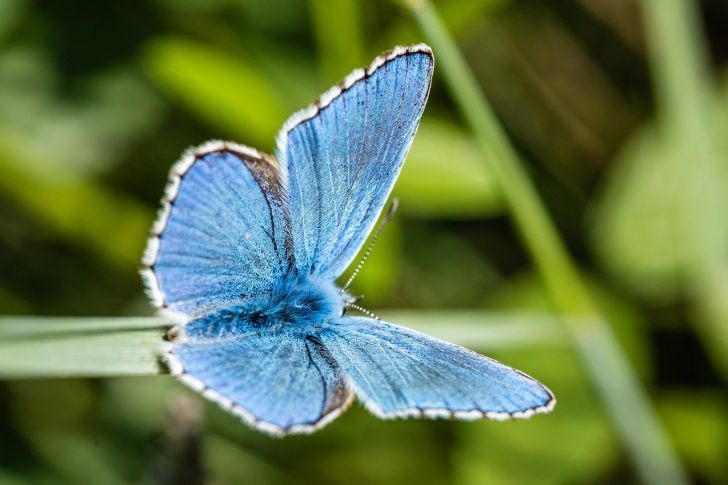 blue-butterfuly-g43e8fdacb_1280