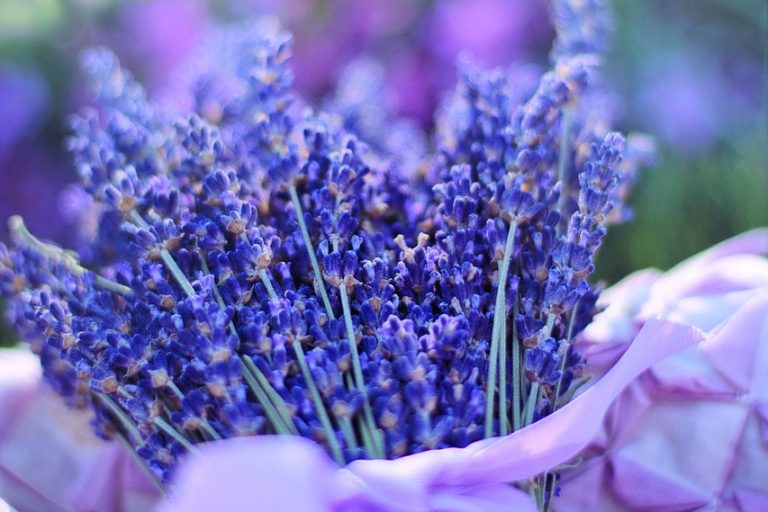 lavender-2482375_1280