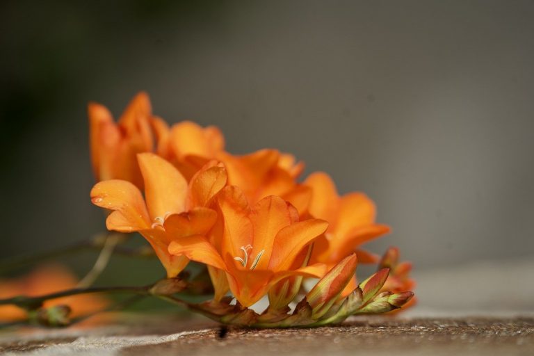beautiful-flowers-8048910_1280