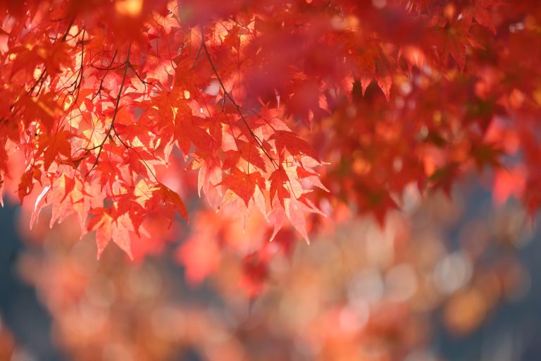 autumn-8342089_1920
