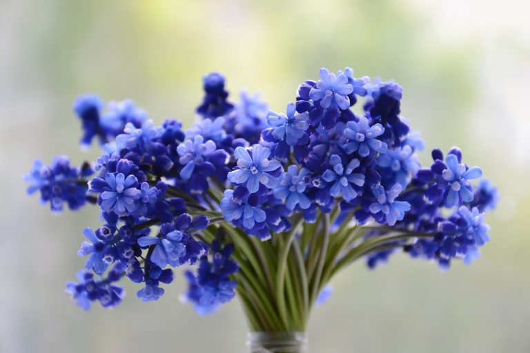 flowers-3453729_1280