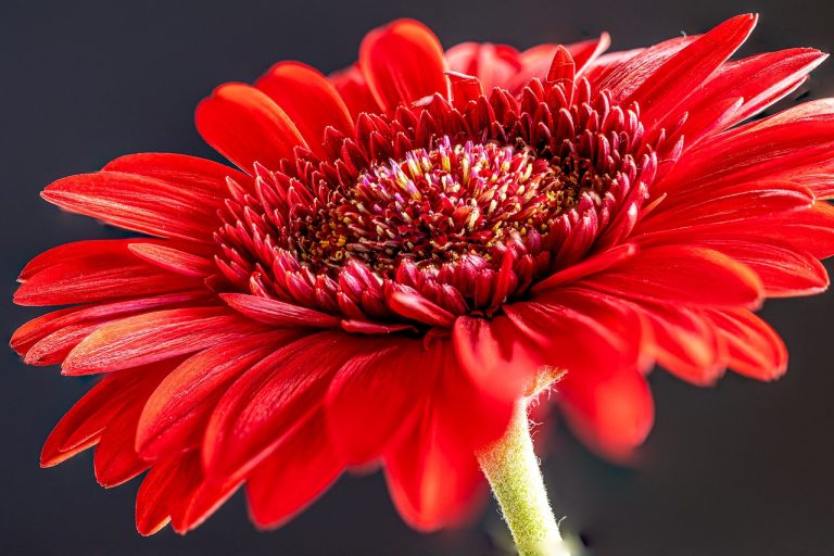 gerbera-7101430_1280