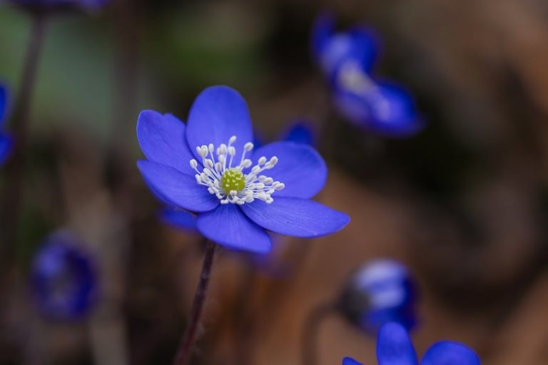 liverworts-8616125_1280