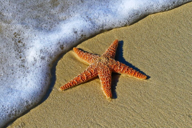 starfish-1851289_1280